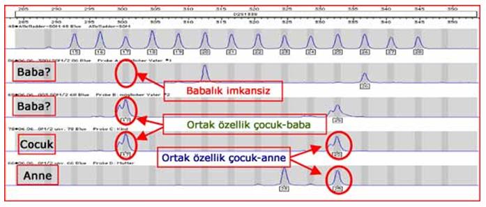 babalık testi dna testi